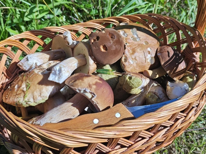 Источник: Анна Семашко / Грибы в Подмосковье 2025 / VK.com