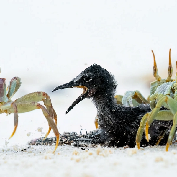 Финалист в номинации «Поведение беспозвоночных» | Источник: Bence Máté / Wildlife Photographer of the Year 2025