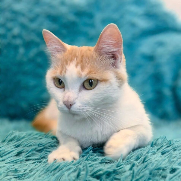 По словам волонтёра, у кошечки наивная мордашка | Источник: «Кошки в дар (Новосибирск) от „Потеряшка-НСК“» / Vk.com