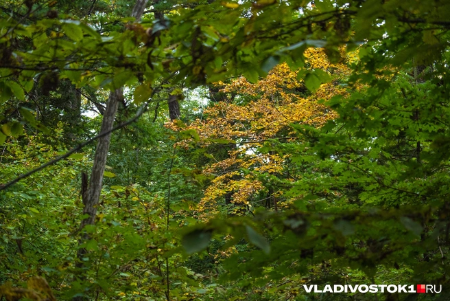 Источник: Елена Буйвол / VLADIVOSTOK1.RU
