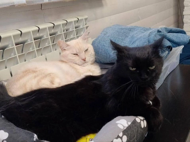 Мягкое место, источник тепла и общество сородичей — идеальные условия для морозных дней. | Источник: читательница НГС Светлана