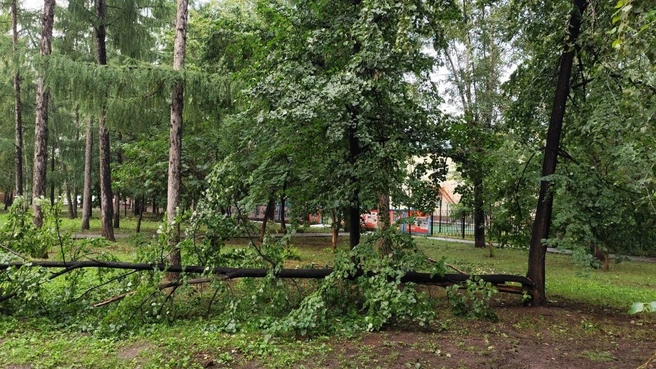 Вот так повалило деревья в парке на Новогодней | Источник: читатель НГС