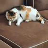 userpic__FluffyCat