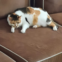 Аватарка FluffyCat