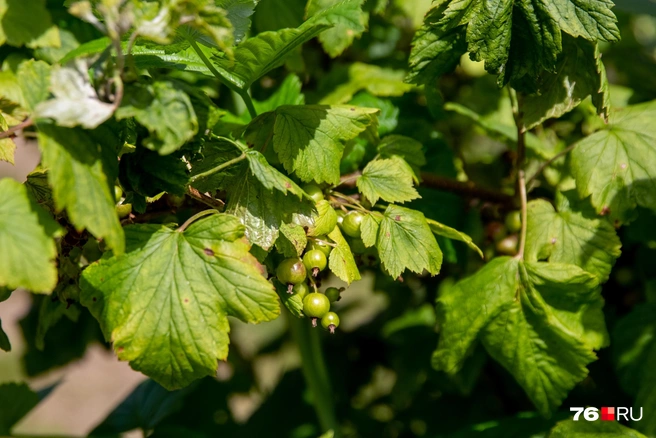 У крупноплодной смородины период урожайности меньше, чем у сортов с более мелкой ягодой | Источник: Кирилл Поверинов / 76.RU