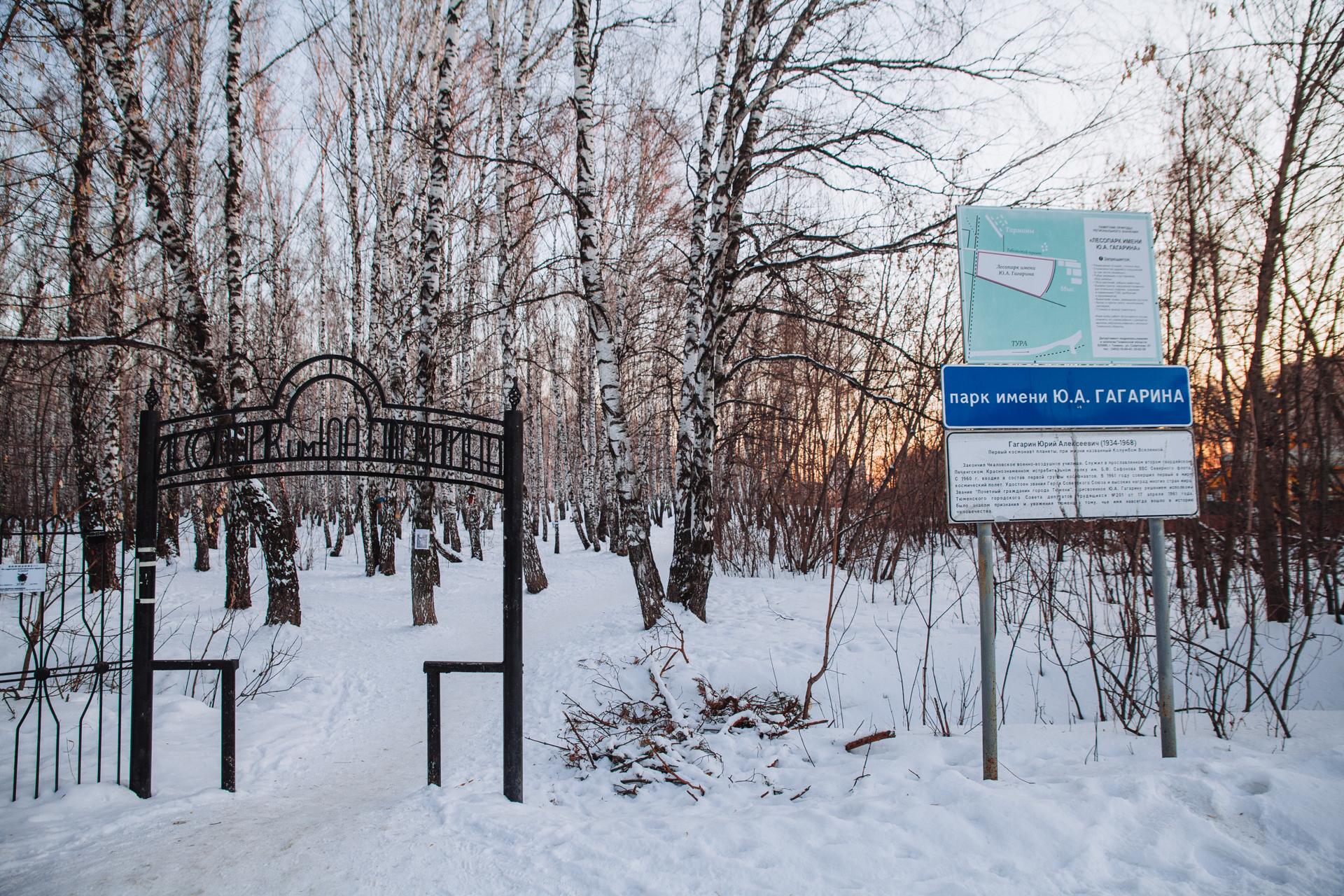 В тюменском парке Гагарина неизвестный вырывает деревья — ноябрь 2022 год -  16 ноября 2022 - 72.ру