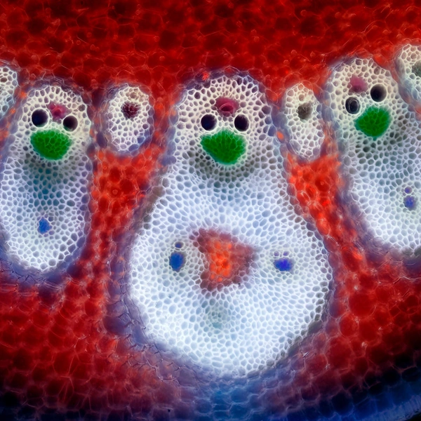 Финалист конкурса. Проводящие пучки в бамбуковом листе | Источник: Dr. David Maitland / Nikon Small World 2025