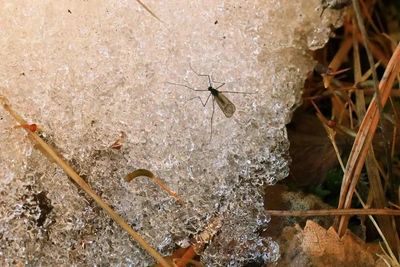 На Алтае из-за потепления ожили зимние комары и пауки