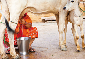 Ученые: коровье молоко может ускорить развитие рассеянного склероза