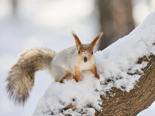Похоже, эта белка недавно была в снегу | Источник: Александр Ощепков