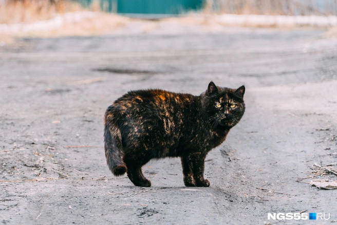 Кота ненавидел весь дом. И кот весь дом ненавидел. Взаимность в отношениях — это лучшее, что может в них быть | Источник: Елена Латыпова