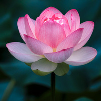 Аватарка Lotus