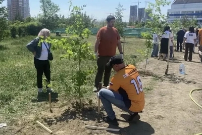 Аллею из молодых кленов и вишни высадили возле арены «Ерофей» в Хабаровске