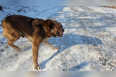 Чита потратит 78 млн рублей на отлов собак