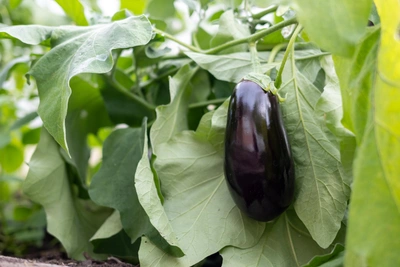 В рязанских баклажанах нашли избыток пестицидов