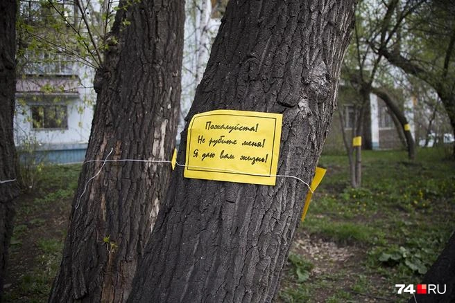 Отстоять пытались и деревья | Источник: Татьяна Тихонова