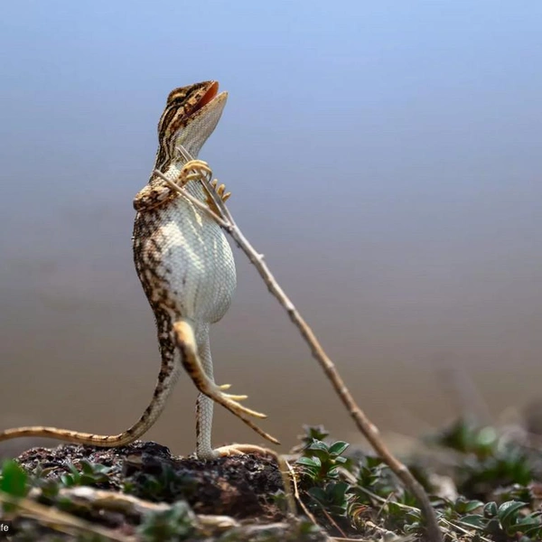 Источник: Sanjay Patil / Comedy Wildlife Photography Awards 2024