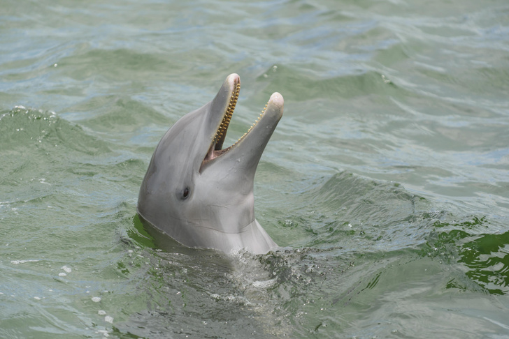 Можно ли измерить IQ дельфинов?