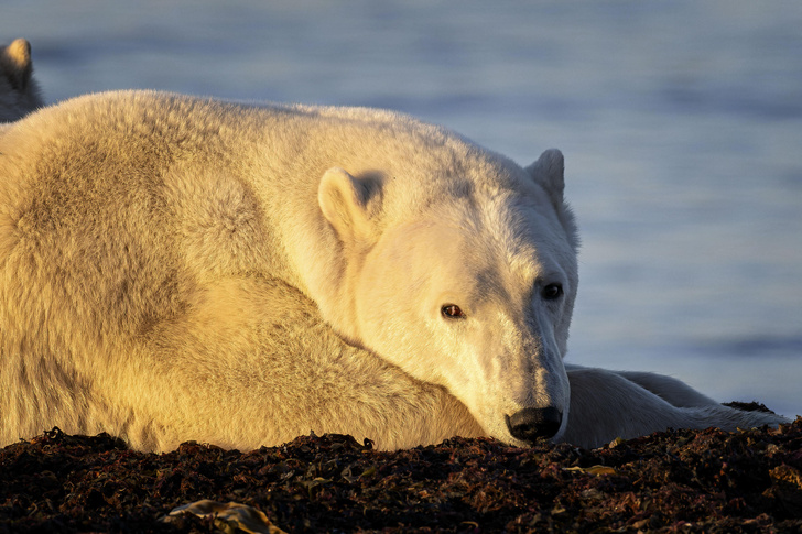 «Дружбы твоей прошу»: как полярник приручил белую медведицу — дневник