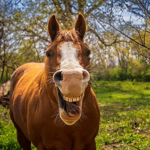 Источник: Karen Grillion / @comedypetphoto_awards