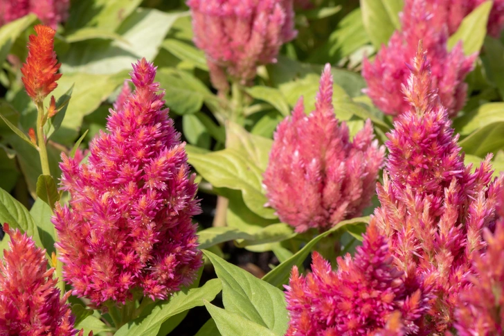 Петушиный гребень (Celosia cristata) | Источник: Caner CIFTCI, via Legion Media