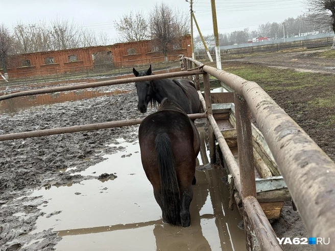 Говорят, что стояние в холодной воде для лошади ничем не грозит. Но выглядит жутковато | Источник: Сергей Петунин / YA62.RU