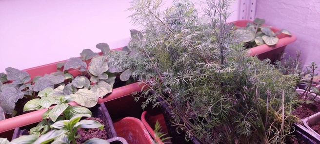 Укроп, который на многих огородах летом растет как сорняк, дома всходит очень трудно | Источник: Борис Борисов