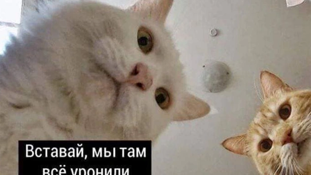 5 простых сервисов для создания мемов без владения «Фотошопом»