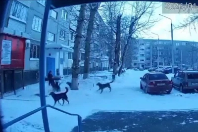 Stray Dogs Attack Children in Yasny; Criminal Case Filed