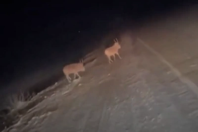Rare antelopes spotted in Chelyabinsk Region (video)
