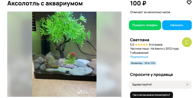 Продают даже водного дракона | Источник: Авито
