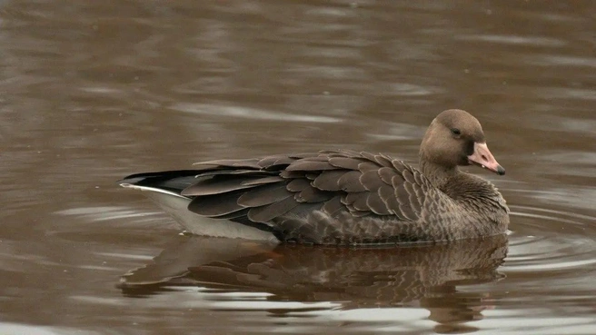 Белолобый гусь | Источник: Павел Глазков / «Каждой твари по паре»