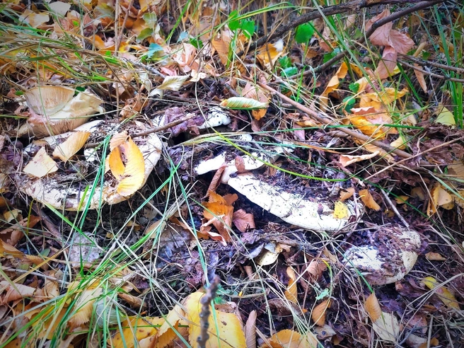 А у вас есть какие-то секреты и советы? | Источник: Елена Ковалева