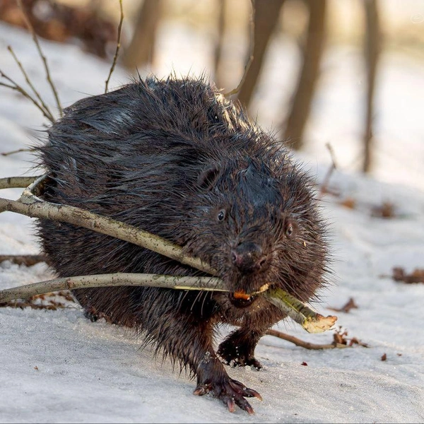 Источник: Антон Кубышкин / «Грибы и Грибники СПб»