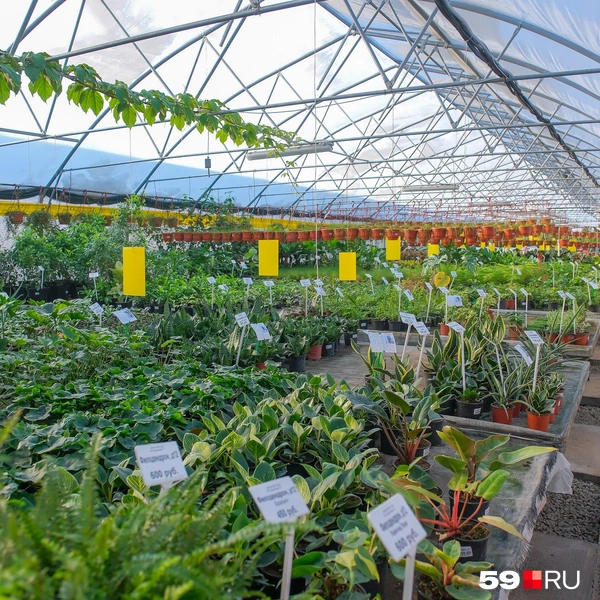 Теплица с огромным выбором комнатных растений&nbsp;в Ванюках | Источник: Василина Любимова / 59.RU
