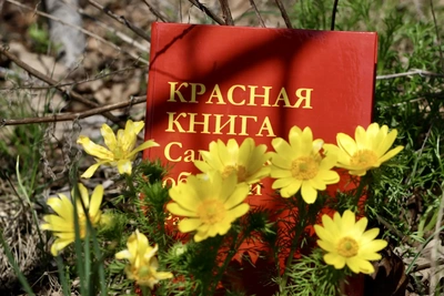 Минприроды развеяло три мифа о подснежниках