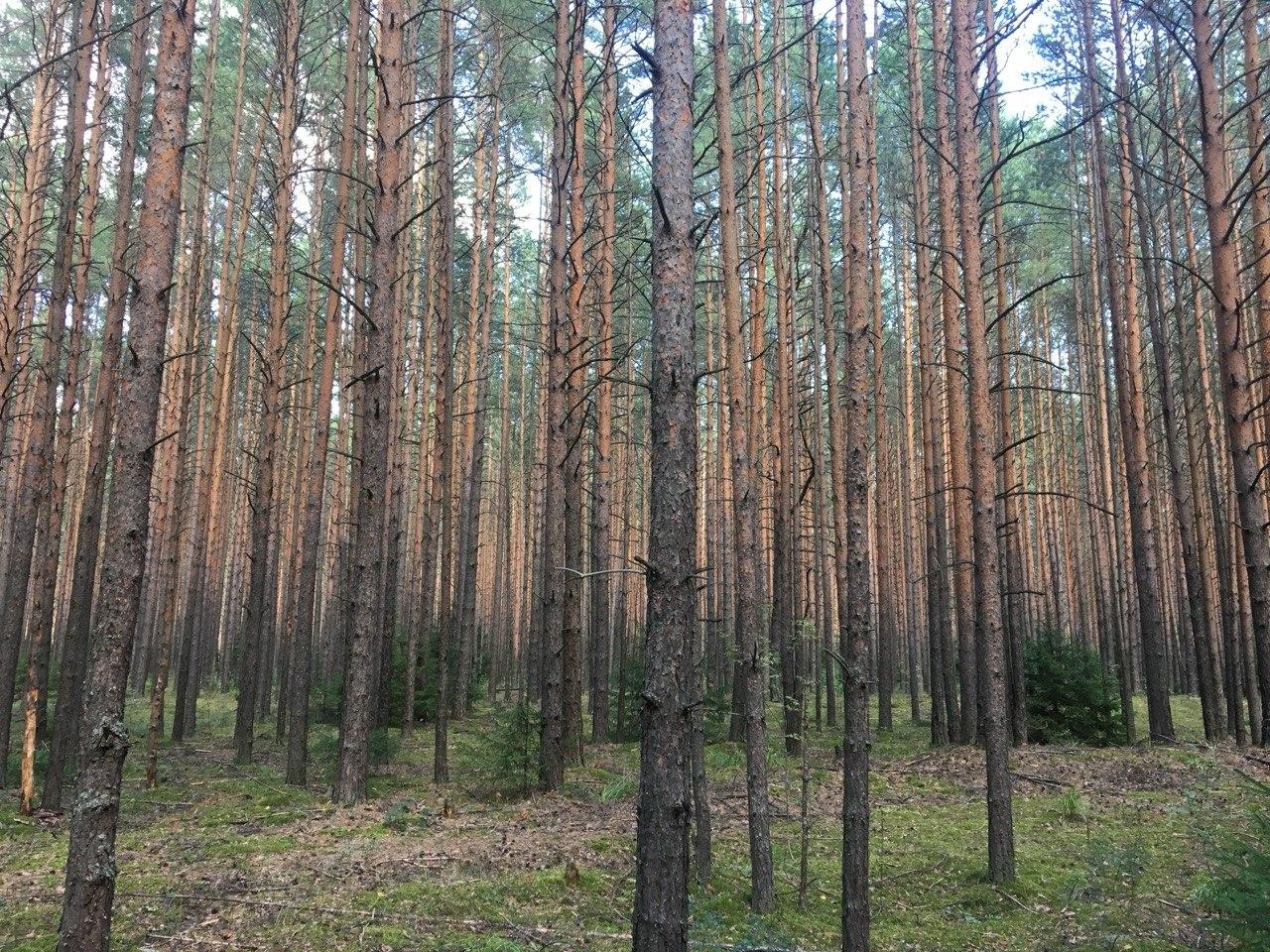 Напрыгнул сзади, пытался затащить в лес: мужчина напал на пермячку в районе Средней Курьи — девушка…