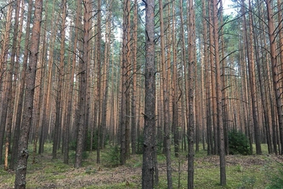 Пермячка ищет очевидцев нападения в районе Гайвы