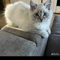 Аватарка Топ Тема