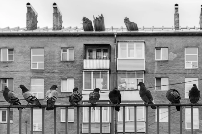 В Петербурге начали тренироваться в уборке снега с крыш | Источник: Мария Ленц / NGS24.RU