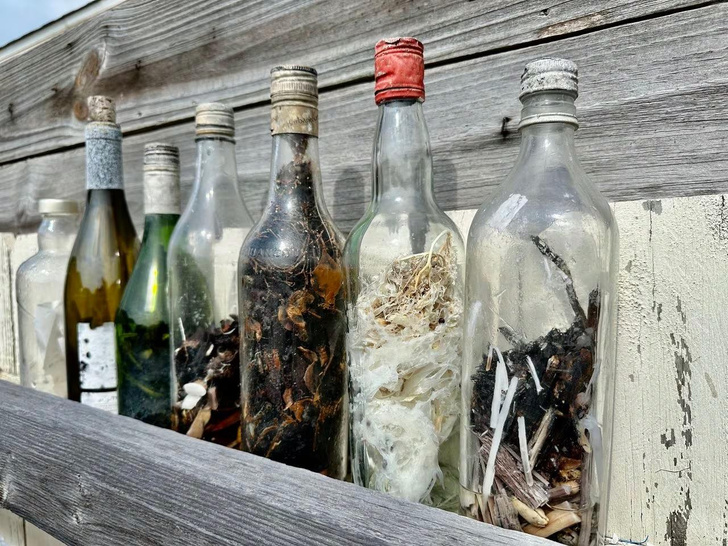 На берег Мексиканского залива выбросило 8 «ведьминых бутылок»: почему никто не решается их открыть?