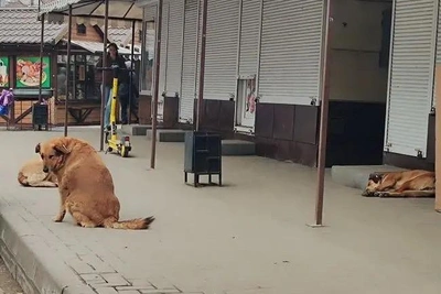 Суд в Воронеже вдвое снизил компенсацию за укусы бродячей собаки