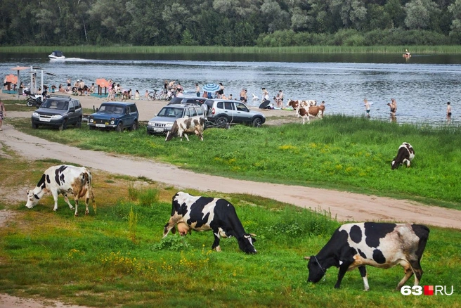 Источник: Роман Данилкин / 63.RU