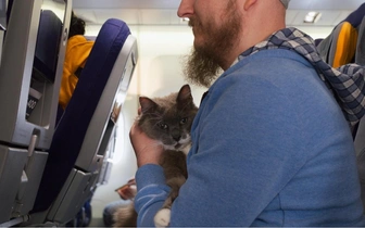 Будут смотреть в окошко: «Победа» разрешит провозить животных, но только в кресле у иллюминатора