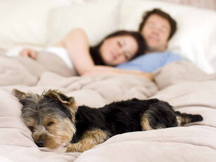 Сонные запреты: почему нельзя спать с домашними животными