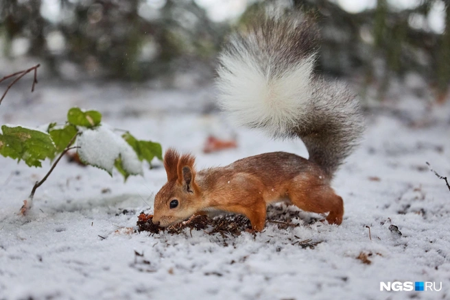 Столбик термометра уходит в уверенный минус | Источник: Александр Ощепков / NGS.RU