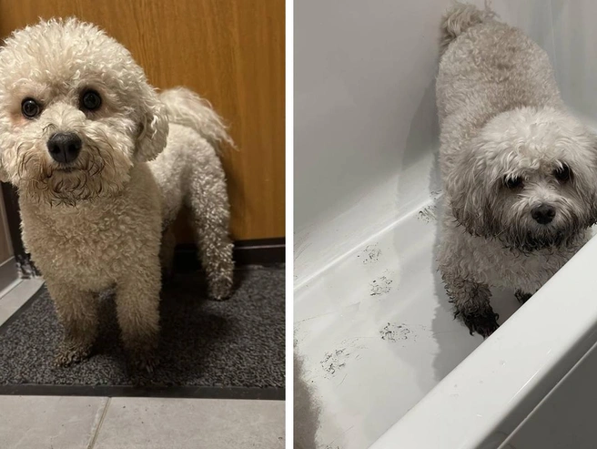 Комбинезоны не всегда защищают собак от грязи | Источник: читатели E1.RU