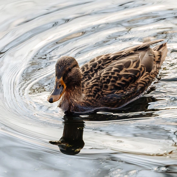 Серая шейка? | Источник: «Самарский университет» / Vk.com 