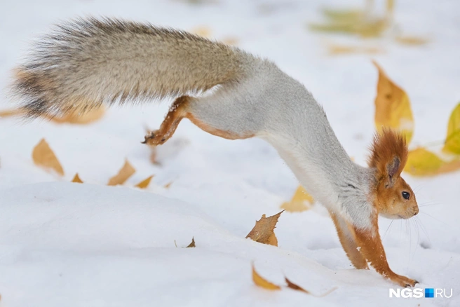 Белки очень быстры, но нашему фотографу удалось сделать фото прыжка | Источник: Александр Ощепков / NGS.RU