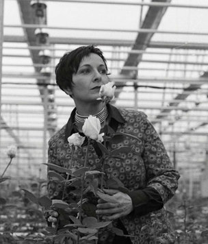 В розовом цвете: владелица компании «Фея Розы» о разведении роз в России